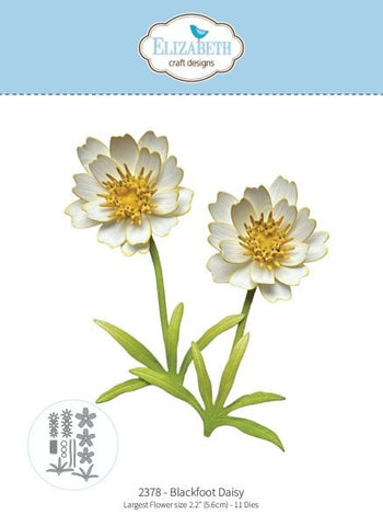 Bloom Wildly - Blackfoot Daisy - Dies