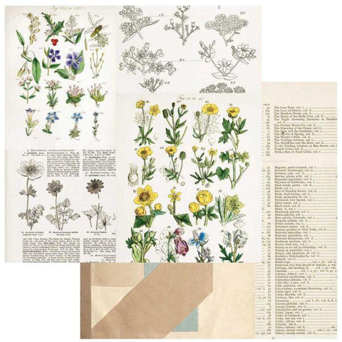 Curators - Botanical - Pressed Petals